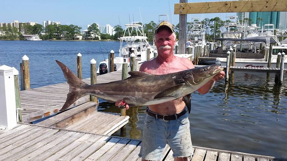 Cobia caught while charter fishing in Orange Beach