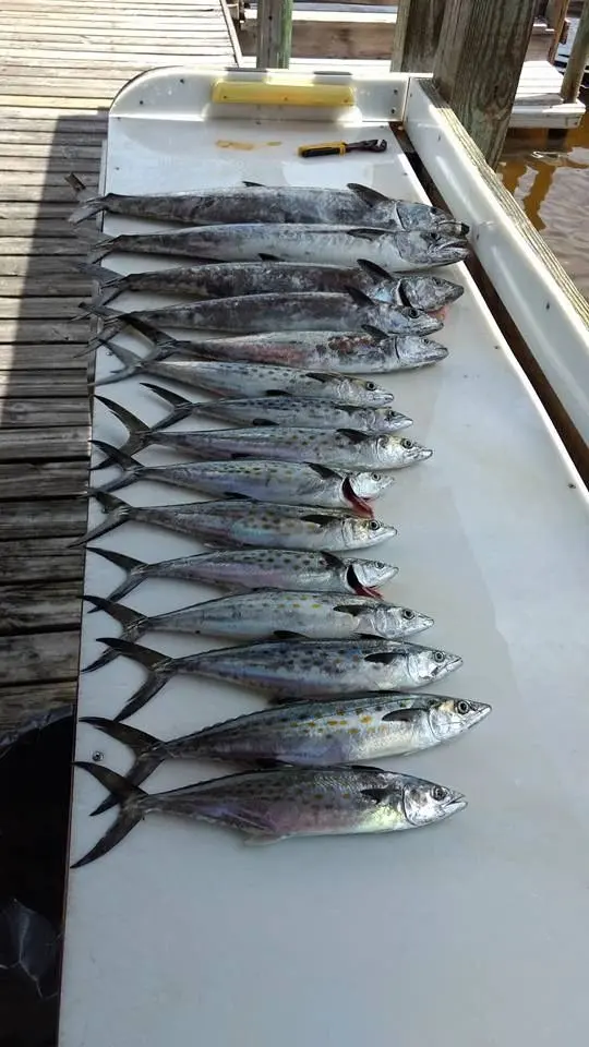 A full day catch arranged on the deck